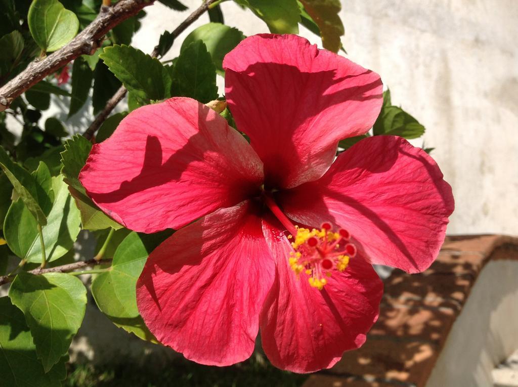 Casa Flor De Mar Hotell Zipolite Exteriör bild